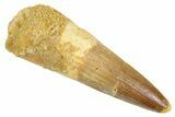 Fossil Spinosaurus Tooth - Real Dinosaur Tooth #363052-1
